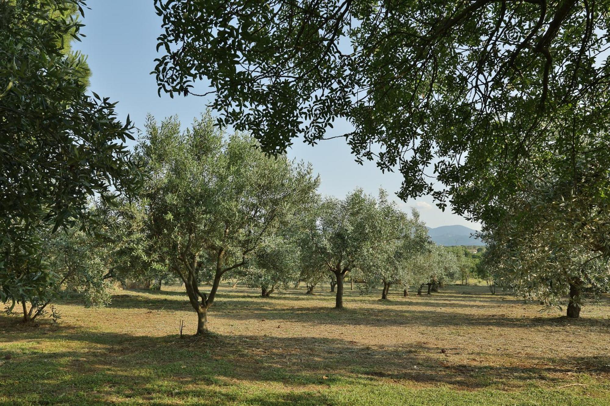 Οlives And Vines All Seasons Villa Litóchoron Eksteriør billede